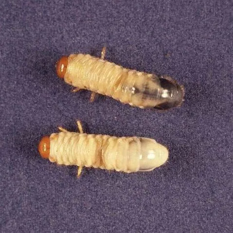 thumbnail for publication: Insect Management in Sugarcane